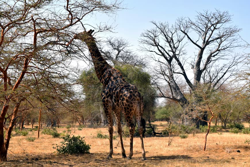 Hidden Nature and Wildlife Adventures in West Africa